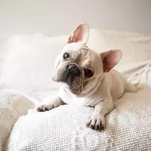 The Enigmatic Head Tilt: Unraveling Your Dog's Adorable Gesture