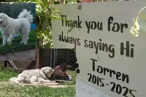 A Beloved Canine Companion: Remembering Torren