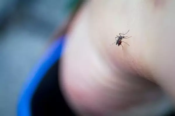 Unveiling Unexpected Strategies to Deter Mosquitoes