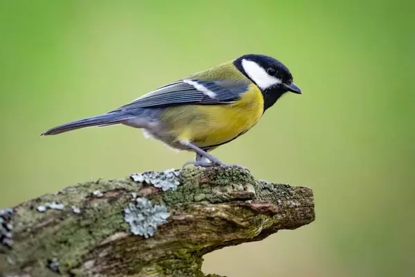 Avian Relationships: The 'Divorce' Phenomenon in Great Tits