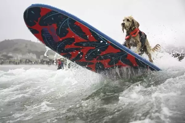 Canine Conquerors of the Waves: A Dive into the World Dog Surfing Championships