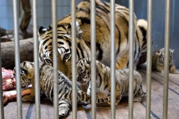 Danish Zoo's Unique Pet Donation Program for Predator Feeding Sparks Global Debate