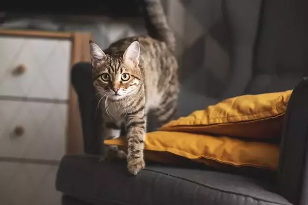 Understanding and Managing Feline Nighttime Antics