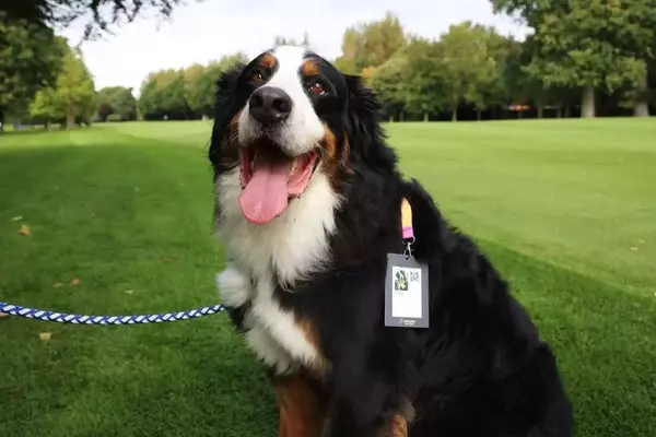 Unraveling the Enigma: The Linguistic Journey of 'Dog'