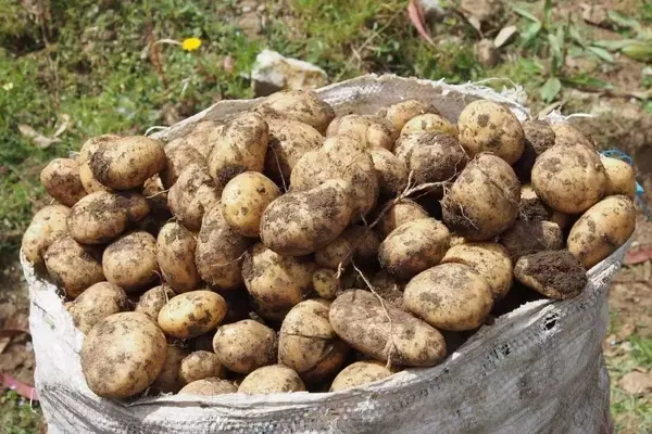 The Evolutionary Enigma of the Humble Potato Unraveled