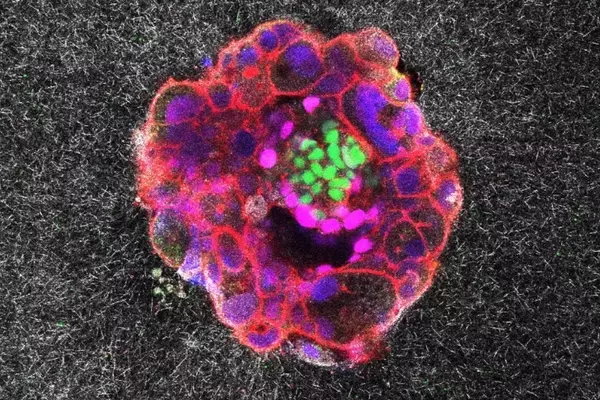 Unveiling Life's First Steps: Real-Time Embryo Implantation Captured