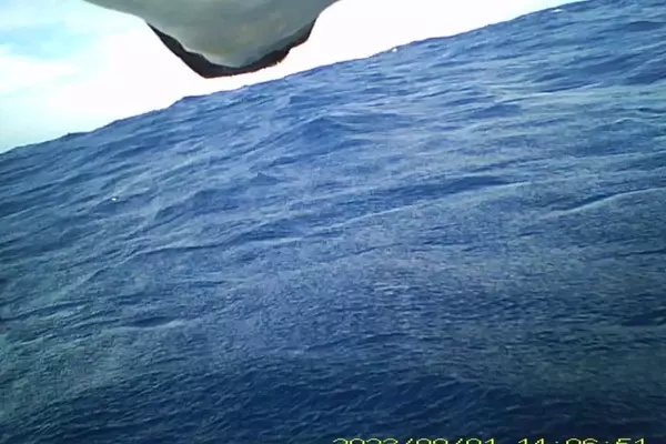 Scientists Uncover Surprising Defecation Habits of Streaked Shearwaters