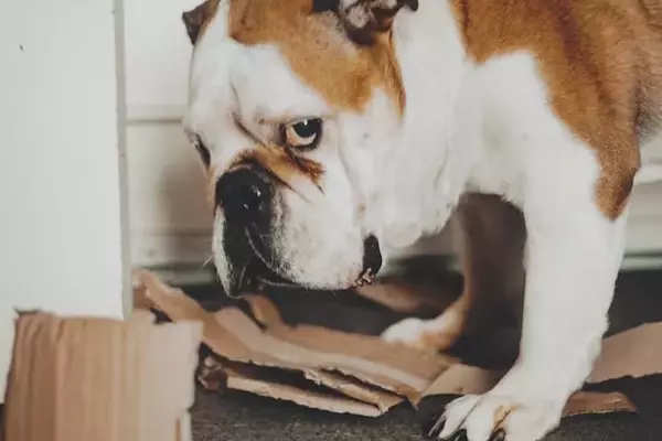Understanding Canine Behavior: Do Dogs Truly Feel Guilt?