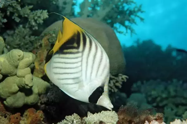 Fishy Feelings: Uncovering Pleasure in Underwater Worlds