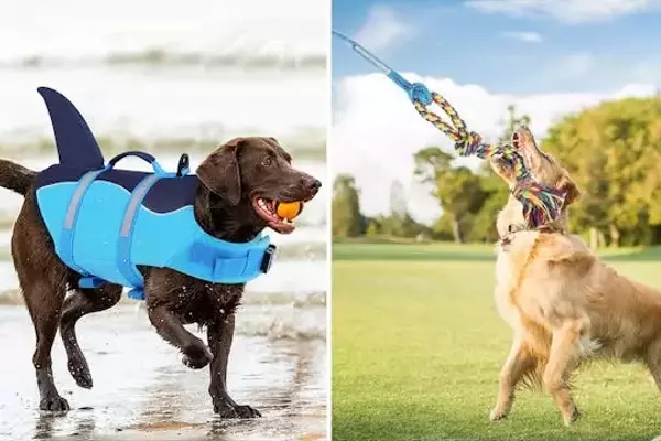 Innovative and Affordable Dog Products for Every Pet Owner