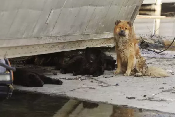 Hurricane Katrina's Enduring Impact on Pet Disaster Preparedness