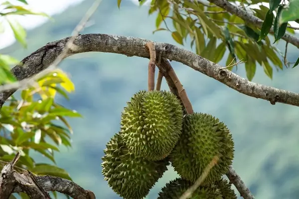 Durian Devotion: A Global Gathering in Puerto Rico's Rainforest