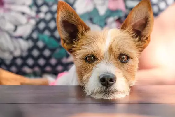 Decoding Your Dog's Sighs: What Experts Say About Canine Communication