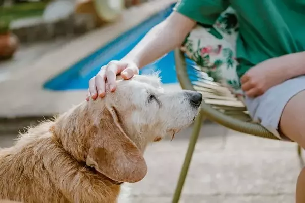 The Efficacy and Safety of Dry Shampoo for Canine Companions