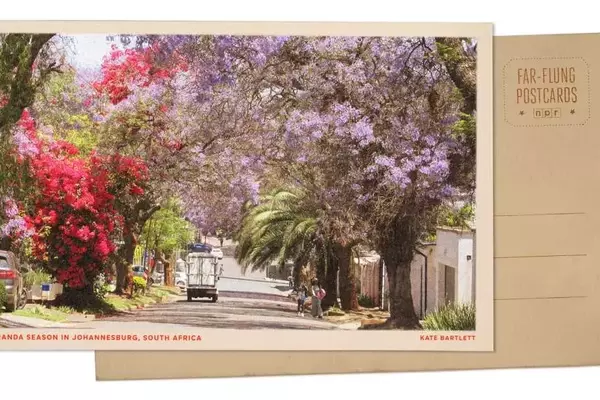 Johannesburg's Spring Transformation: A Jacaranda Spectacle