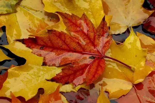 The Enigma of Autumn's Red Leaves: Scientists Divided on the Cause