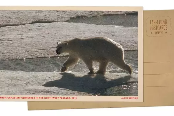 Arctic Expedition: Polar Bears Encounter Icebreaker