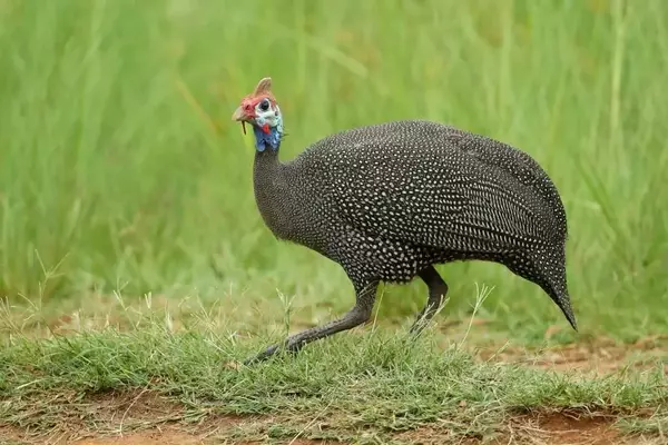 The Curious Journey of the Turkey: From Ancient America to Thanksgiving Tables and Everyday Expressions
