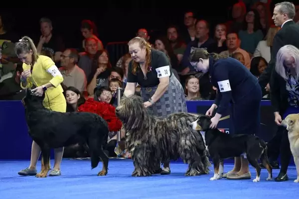 Soleil, Belgian Sheepdog, Crowned Best in Show at National Dog Competition