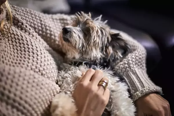 The Unseen Comfort: How a Yorkie Mix Navigated Empty Nest Syndrome with a Grieving Mother