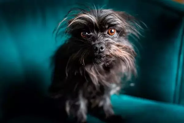 When Do Dogs Need Anxiety Medication? A Vet's Insights