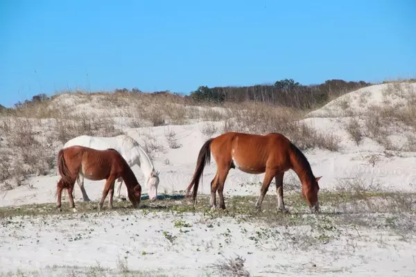 The Secluded Haven: John F. Kennedy Jr.'s Private Wedding on Cumberland Island
