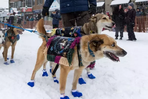 Gwich'in Musher Jody Potts-Joseph Competes in Iditarod, Honoring Ancestral Traditions