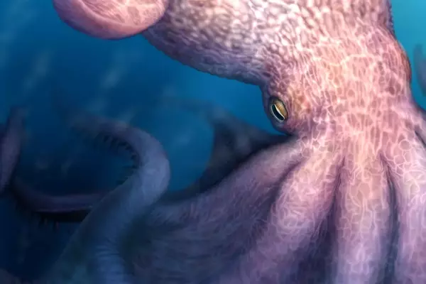 Giant Octopuses Roamed Cretaceous Seas