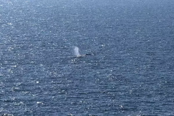 Timmy, the Humpback Whale, Returns to the Ocean After Weeks of Stranding