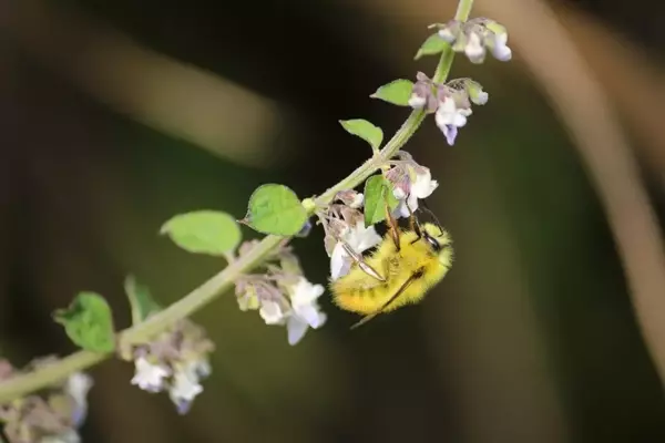 The Vital Role of Pollinators: Enhancing Human Health and Economic Stability