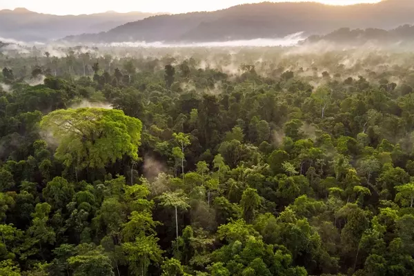 The EU Deforestation Regulation and the Future of Leather