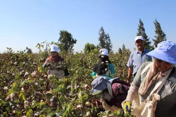 Egyptian Cotton: Weaving a Future of Traceability and Sustainability