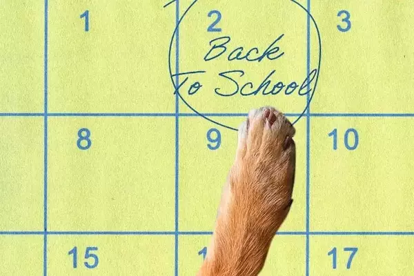 Preparing Your Canine Companion for the Back-to-School Transition