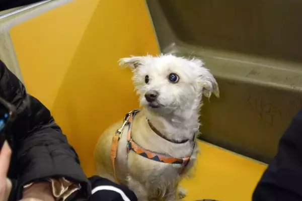 Canine Companions: Dogs Navigating the NYC Subway