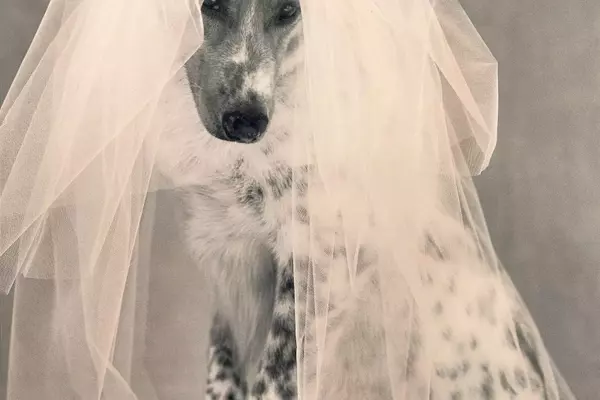 A Whimsical Canine Wedding: Revisiting 'Puppy Love' from Vogue's 1998 Archives