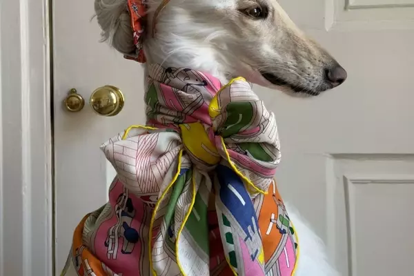 Samantha: The Afghan Hound Redefining Canine Chic