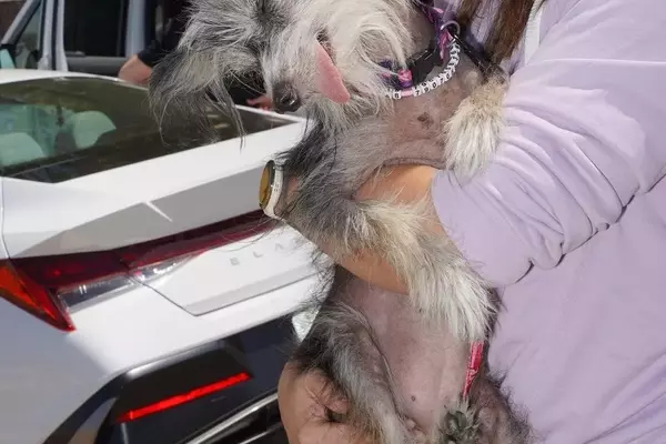 The Charm of the Unconventional: Celebrating the World's Ugliest Dogs