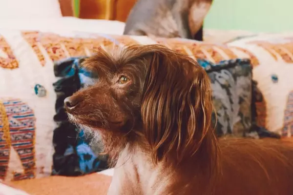 Lena Dunham and Her Beloved Canine Companions: Ingrid and Cornichon