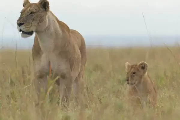 National Geographic's "Lion" Chronicles a Cub's Remarkable Journey