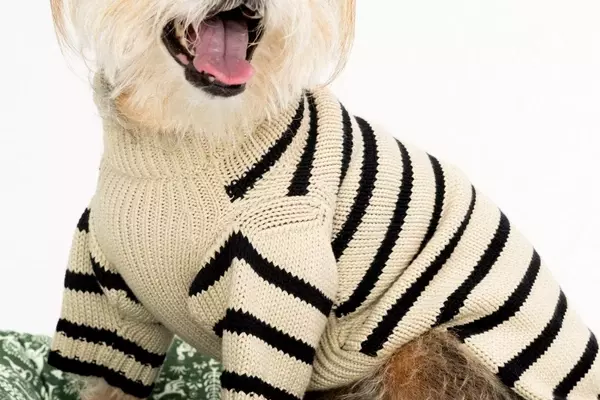 Behind the Scenes of a Star-Studded Canine Photoshoot