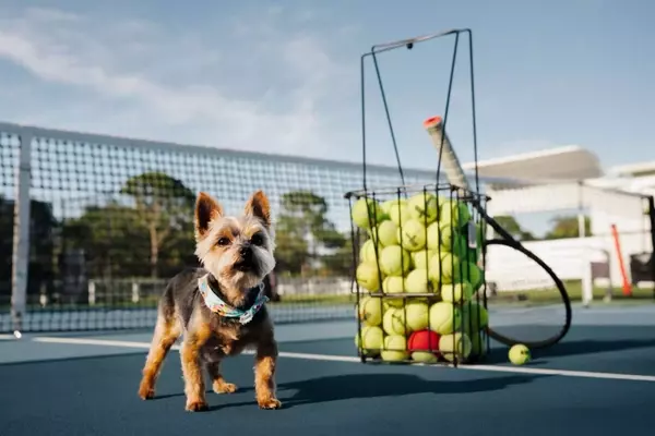 Serena Williams's Canine Companion: The Unbreakable Bond with Chip