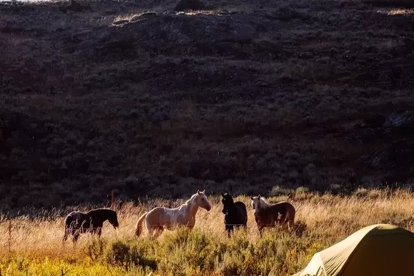 The Benefits of Sleeping Outdoors: A Guide to Nature-Immersed Retreats