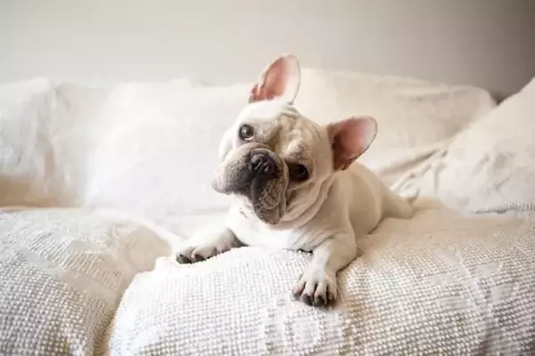 The Enigmatic Head Tilt: Unraveling Your Dog's Adorable Gesture