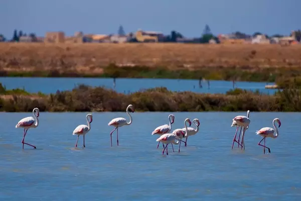 Global Birdwatching Destinations